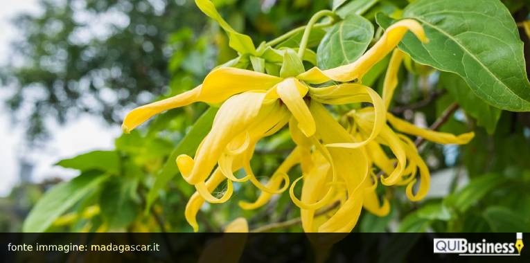 ylang ylang QuiBusiness profumi per il benessere